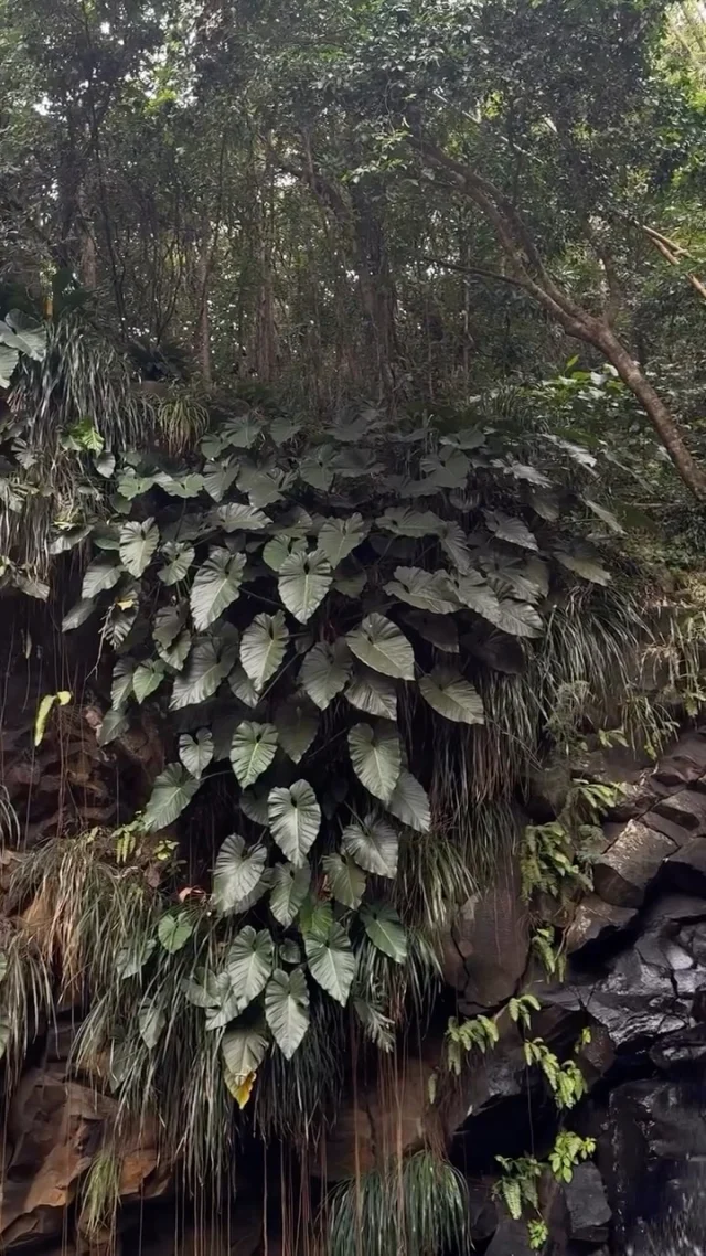 From Annandale Waterfall, Grenada — island life in motion.